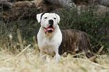BOULEDOGUE AMERICAIN 065